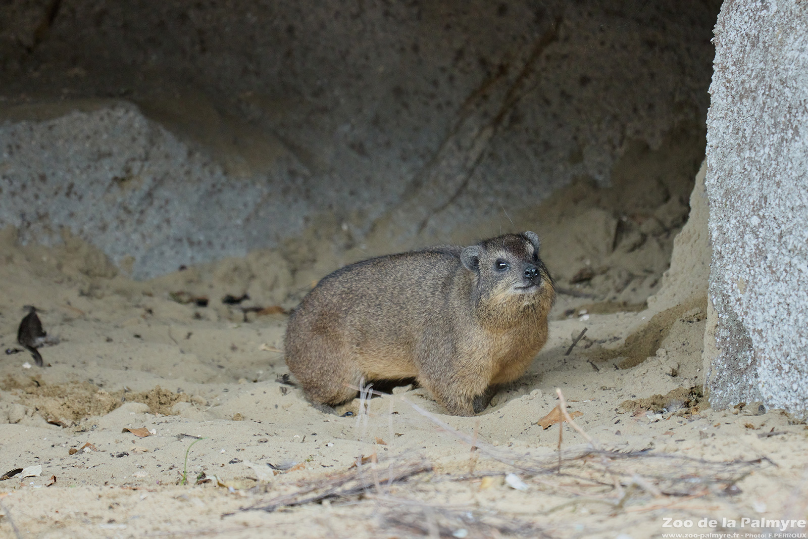 Daman des rochers | Zoo de La Palmyre