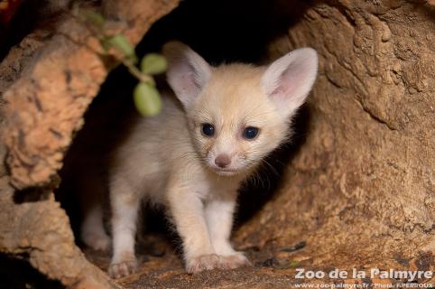 Zoo De La Palmyre, Discovering The Fennec Fox